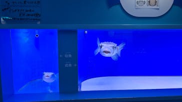 幼魚水族館に投稿された画像（2025/1/26）