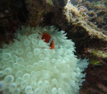 武藤潜水に投稿された画像（2025/1/26）