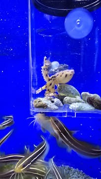 幼魚水族館に投稿された画像（2025/1/26）