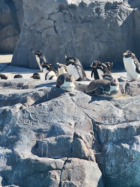 葛西臨海水族園に投稿された画像（2025/1/26）