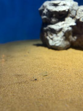 葛西臨海水族園に投稿された画像（2025/1/26）