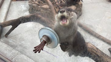 横浜・八景島シーパラダイスに投稿された画像（2025/1/26）