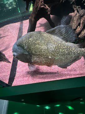 AQUARIUM × ART　atoaに投稿された画像（2025/1/26）