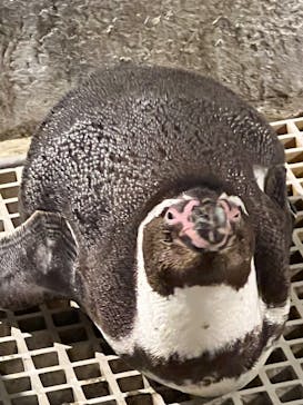 AQUARIUM × ART　atoaに投稿された画像（2025/1/26）