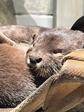 AQUARIUM × ART　atoaに投稿された画像（2025/1/26）