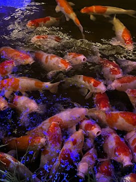 AQUARIUM × ART　atoaに投稿された画像（2025/1/26）