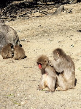 小豆島　銚子渓　自然動物園　お猿の国に投稿された画像（2025/1/26）