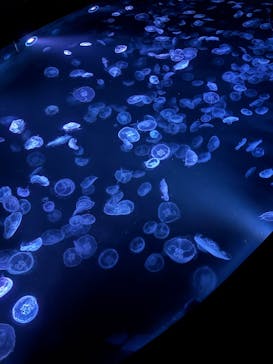 すみだ水族館に投稿された画像（2025/1/26）