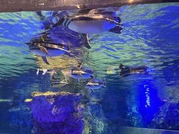 すみだ水族館に投稿された画像（2025/1/26）