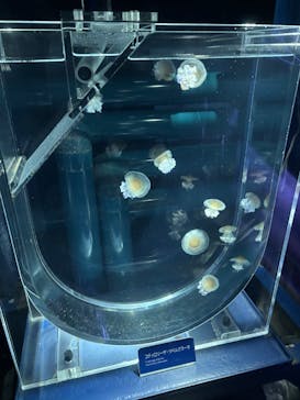 すみだ水族館に投稿された画像（2025/1/26）