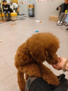 いぬカフェRio ゆめタウン佐賀店に投稿された画像（2025/1/26）