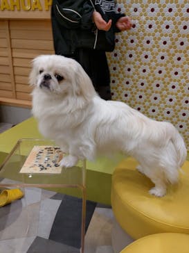 いぬカフェRio ゆめタウン佐賀店に投稿された画像（2025/1/26）