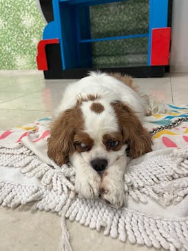 Moff animal world BIGHOPガーデンモール印西店に投稿された画像（2025/1/26）