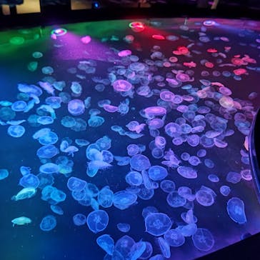 すみだ水族館に投稿された画像（2025/1/26）