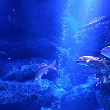 すみだ水族館に投稿された画像（2025/1/26）