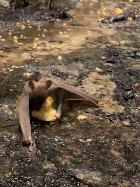 恩賜上野動物園に投稿された画像（2025/1/26）