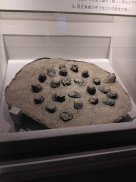 特別展「鳥 ～ゲノム解析が解き明かす新しい鳥類の系統～」国立科学博物館に投稿された画像（2025/1/26）