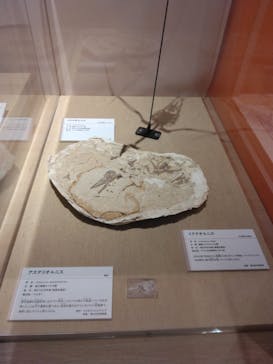 特別展「鳥 ～ゲノム解析が解き明かす新しい鳥類の系統～」国立科学博物館に投稿された画像（2025/1/26）