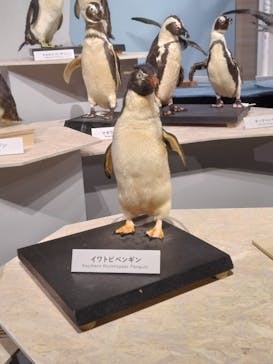 特別展「鳥 ～ゲノム解析が解き明かす新しい鳥類の系統～」国立科学博物館に投稿された画像（2025/1/26）