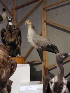 特別展「鳥 ～ゲノム解析が解き明かす新しい鳥類の系統～」国立科学博物館に投稿された画像（2025/1/26）