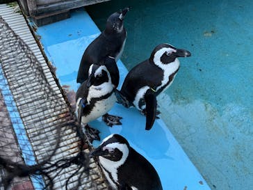 あわしまマリンパークに投稿された画像（2025/1/26）