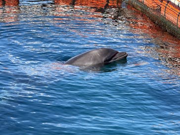 あわしまマリンパークに投稿された画像（2025/1/26）