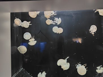 横浜・八景島シーパラダイスに投稿された画像（2025/1/26）