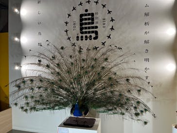 特別展「鳥 ～ゲノム解析が解き明かす新しい鳥類の系統～」国立科学博物館に投稿された画像（2025/1/26）