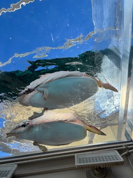 サンシャイン水族館に投稿された画像（2025/1/26）