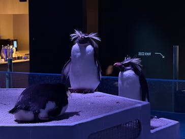 AOAO SAPPOROに投稿された画像（2025/1/26）