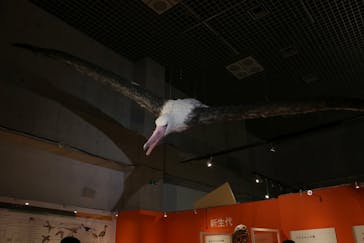 特別展「鳥 ～ゲノム解析が解き明かす新しい鳥類の系統～」国立科学博物館に投稿された画像（2025/1/26）