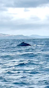 Sea World（シーワールド）に投稿された画像（2025/1/26）