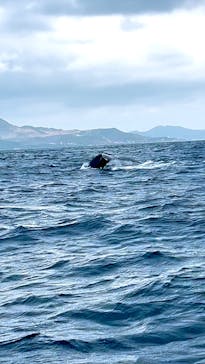 Sea World（シーワールド）に投稿された画像（2025/1/26）