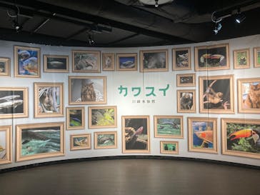 カワスイ 川崎⽔族館に投稿された画像（2025/1/26）