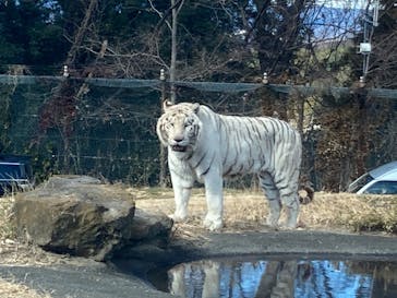 群馬サファリパークに投稿された画像（2025/1/26）