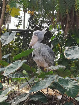 神戸どうぶつ王国に投稿された画像（2025/1/26）