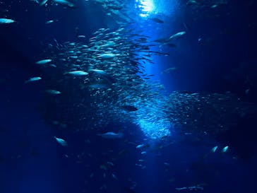 アクアワールド茨城県大洗水族館に投稿された画像（2025/1/26）