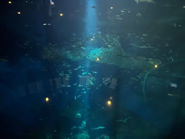 アクアワールド茨城県大洗水族館に投稿された画像（2025/1/26）