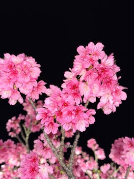 今帰仁城跡に投稿された画像（2025/1/26）