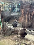 恩賜上野動物園に投稿された画像（2025/1/27）