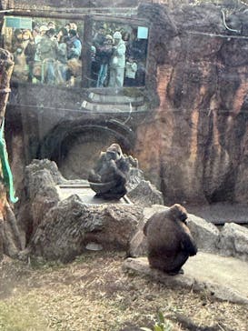 恩賜上野動物園に投稿された画像（2025/1/26）