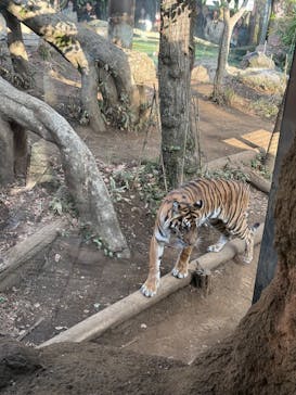 恩賜上野動物園に投稿された画像（2025/1/26）