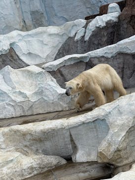 恩賜上野動物園に投稿された画像（2025/1/26）