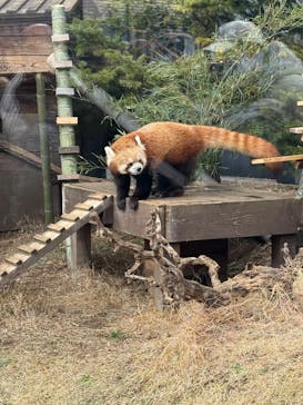 恩賜上野動物園に投稿された画像（2025/1/26）