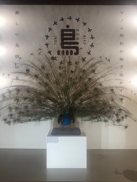 特別展「鳥 ～ゲノム解析が解き明かす新しい鳥類の系統～」国立科学博物館に投稿された画像（2025/1/26）