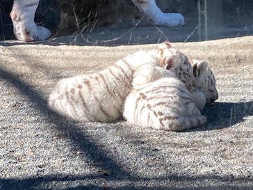 東武動物公園に投稿された画像（2025/1/26）