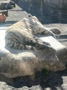 東武動物公園に投稿された画像（2025/1/26）