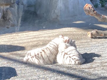 東武動物公園に投稿された画像（2025/1/26）