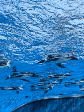 サンシャイン水族館に投稿された画像（2025/1/27）