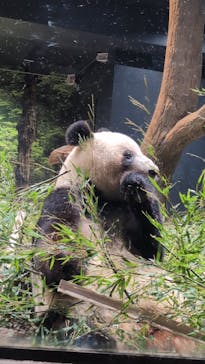 恩賜上野動物園に投稿された画像（2025/1/27）